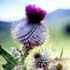 Scottish thistle. Edinburgh commercial photograph for design agency